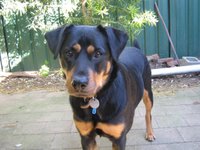 Lyta the dog